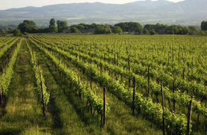 vineyardsm